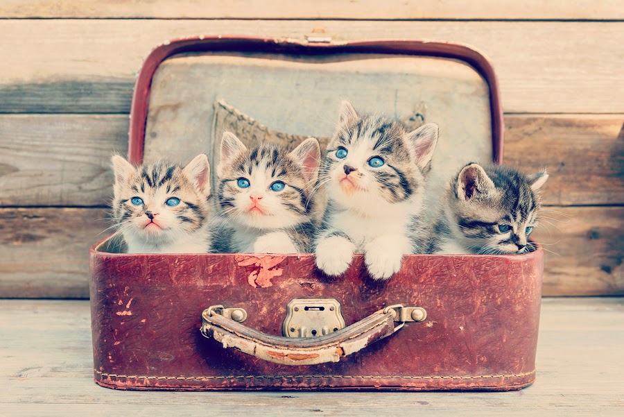 bigstock-Kittens-In-Retro-Suitcase-65178007