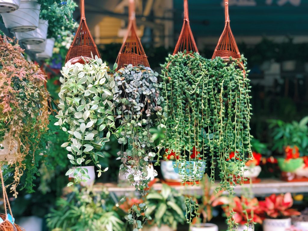 Patio Plants