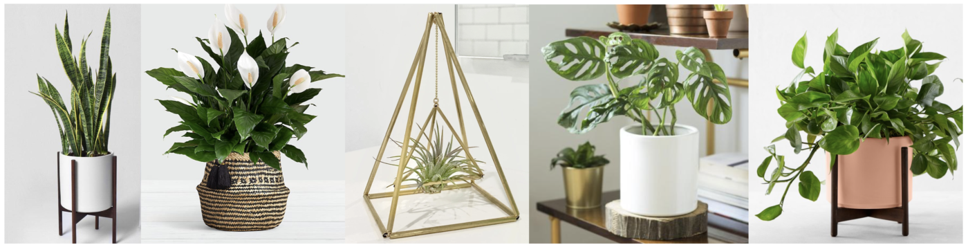 low maintenance houseplants